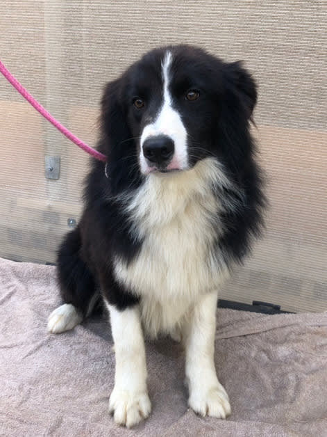 Kirkaldy store border collies