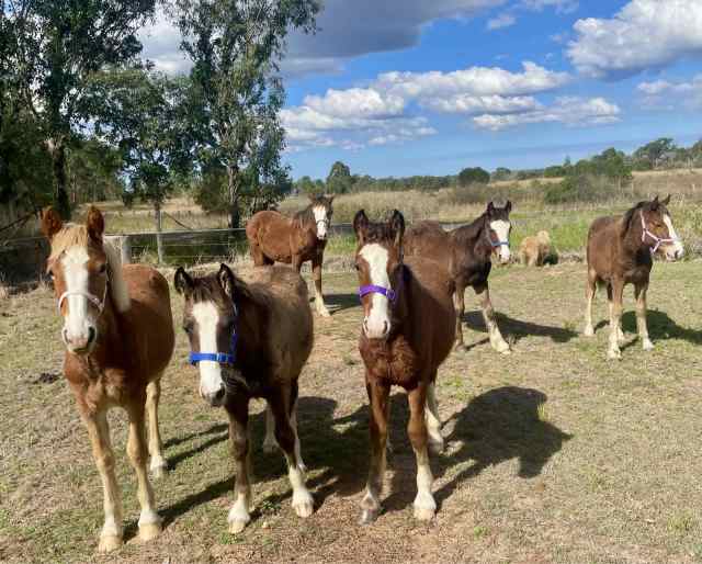 Quality Clydesdale cross yearlings | Horses & Ponies | Gumtree ...