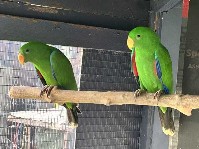 Eclectus Parrots Juvenile males | Birds | Gumtree Australia Coffs ...