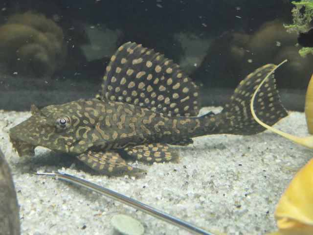 Gold Spot Plecos L001 | Fish | Gumtree Australia Pine Rivers Area ...