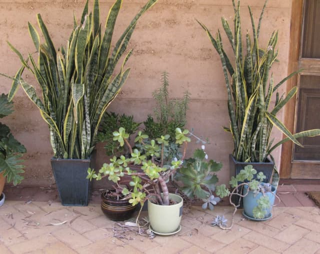Sansevieria and Succulent Plants for Sale Plants Gumtree Australia