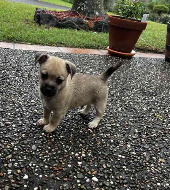 Mini foxy X Chihuahua | Dogs & Puppies | Gumtree Australia Gold Coast ...