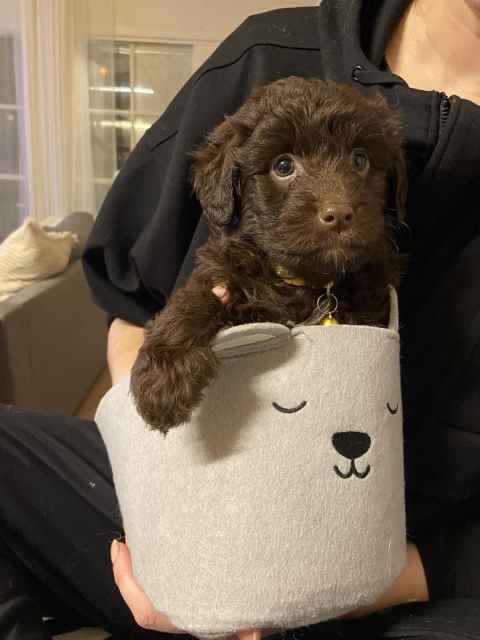 Bordoodles Puppies | Dogs & Puppies | Gumtree Australia Frankston Area ...