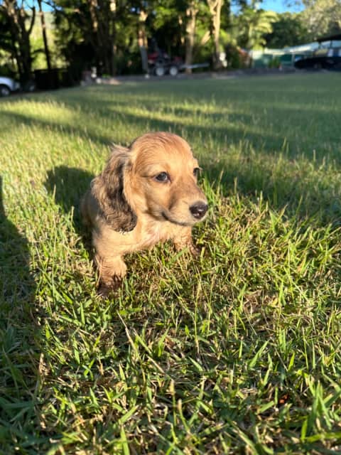 Long haired miniature cream dachshund boy | Dogs & Puppies | Gumtree  Australia Gold Coast City - Bundall | 1309300752