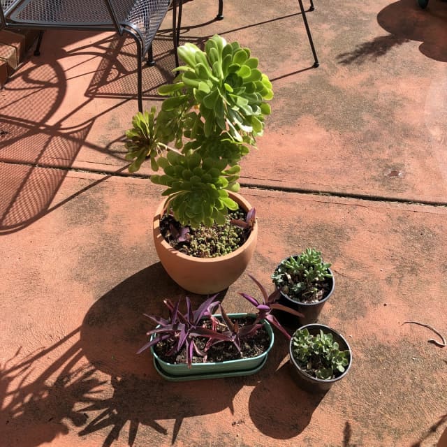 Pending pickup Free succulent plants Plants Gumtree Australia