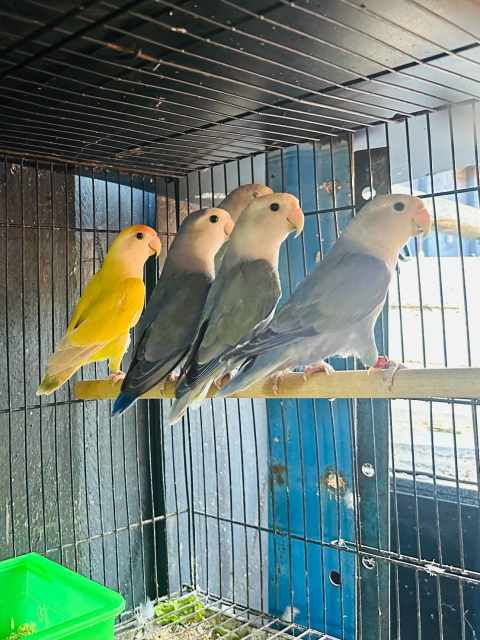 Lovebirds and Budgies | Birds | Gumtree Australia Casey Area ...