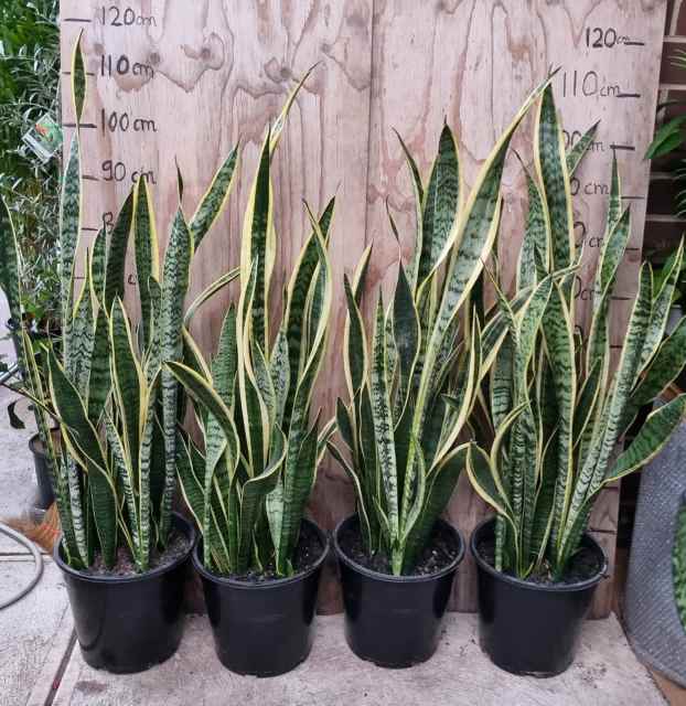 Huge mother in law plants in 26cm pot Noble Park VIC Plants in Noble