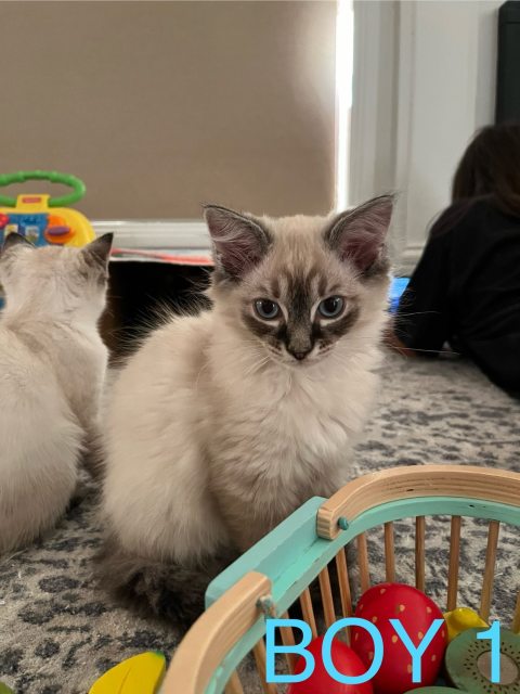 Ragdoll X Kittens Cats Kittens Gumtree Australia Bathurst City