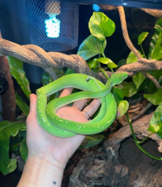 Green Tree Python + Bioactive Enclosure ~ Complete Setup | Reptiles ...