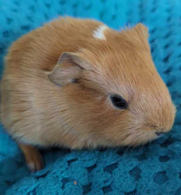 Baby Guinea Pig Other Pets Gumtree Australia BurnieDevonport