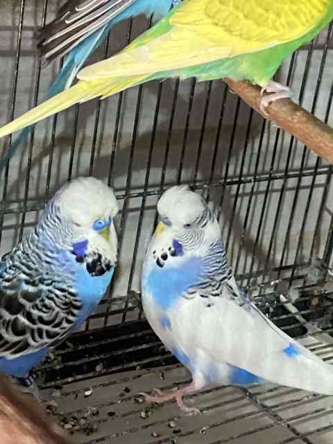 Budgies birds English show large type young club rung birds | Birds ...