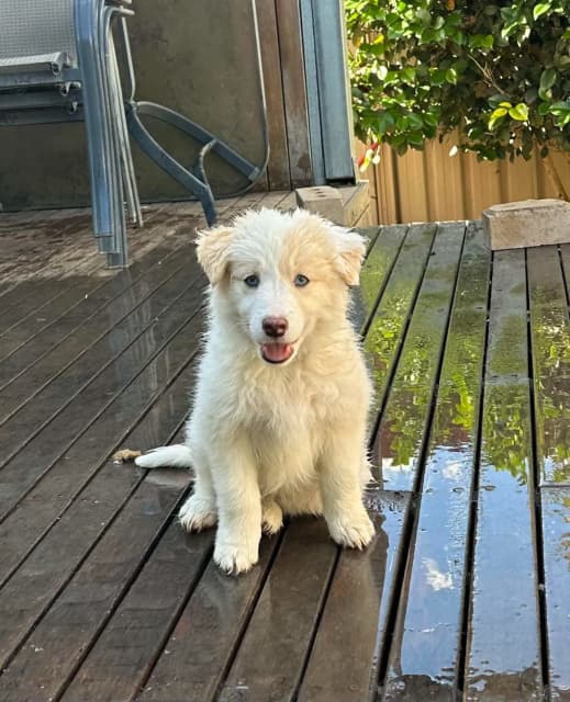 Purebred Border Collie Puppies Dogs & Puppies Gumtree Australia