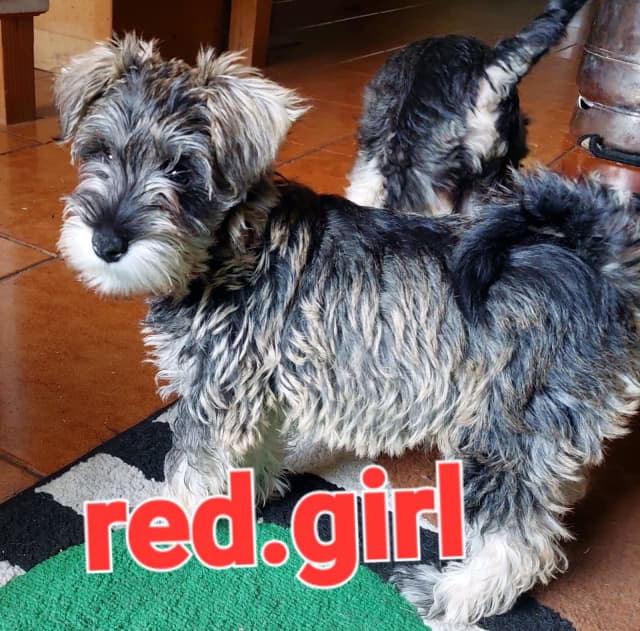 Miniature schnauzer puppies Dogs & Puppies Gumtree Australia