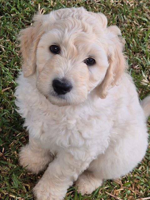 Standard F1 Groodle Puppies Dogs Puppies Gumtree Australia
