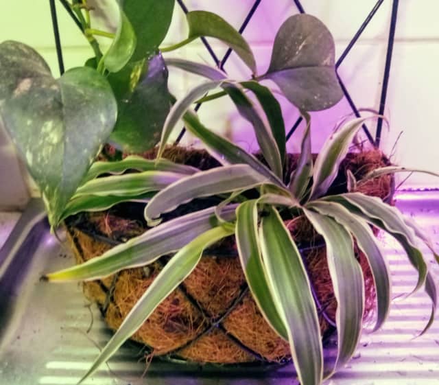 Scindapsus Devils ivy & Chlorophytum Spider plant in coir wall pot
