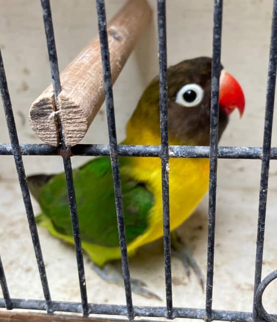 Young African Lovebirds Birds Gumtree Australia Maroochydore Area