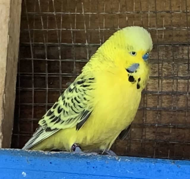 💛🖤 TEXAS clear body Budgie💛🖤 | Birds | Gumtree Australia Wanneroo Area ...