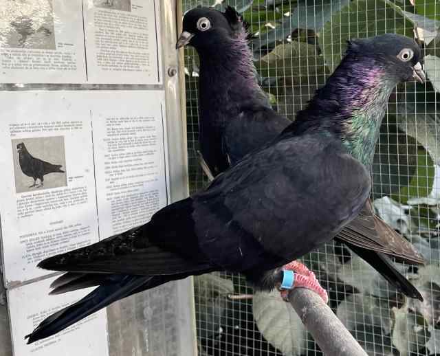 FS: NISH & SERBIAN HIGH FLYER PIGEONS-BREEDING PAIRS & YOUNGSTERS ...