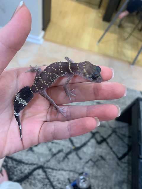 Barking Gecko (thick-tail gecko) | Reptiles & Amphibians | Gumtree ...