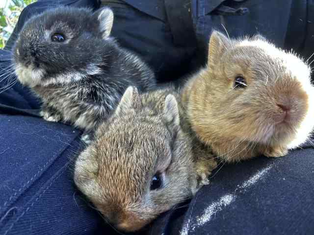 Purebred Netherland dwarf baby rabbit kits | Rabbits | Gumtree ...