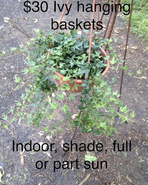 30 ivy hanging baskets Plants Gumtree Australia Wollondilly Area