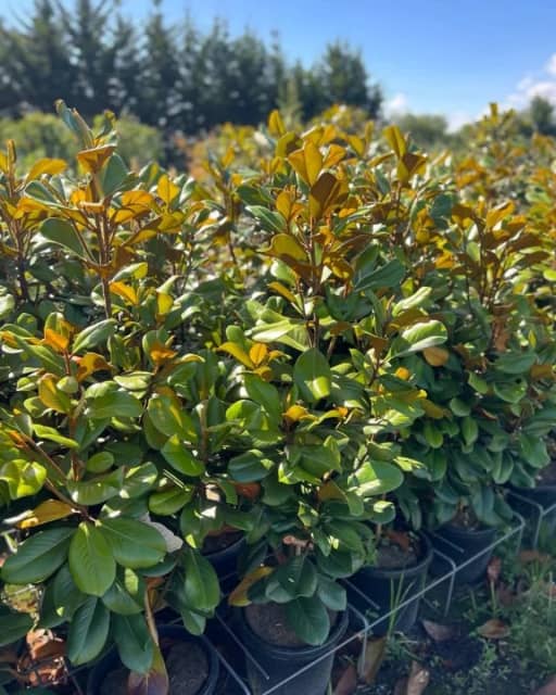 Magnolia Teddy Bear 30 cm pots Height approx 1.4 m excluding pot