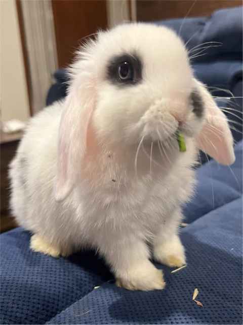 Mini Lop rabbits- PRICE DROP | Rabbits | Gumtree Australia Cardinia ...