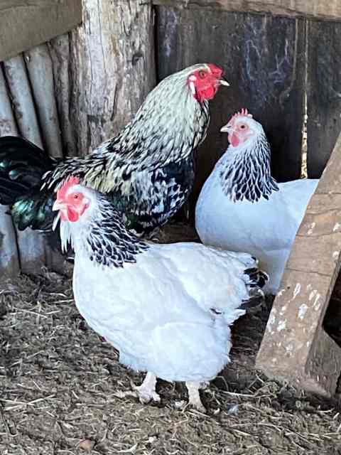 Trio of bantam sussex | Birds | Gumtree Australia Lockyer Valley ...