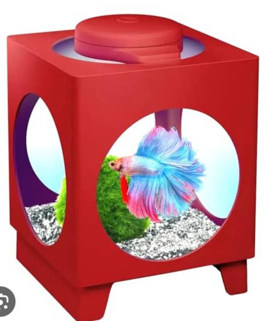 2x fighting fish tanks with lights, Pet Products, Gumtree Australia  George Town Area - Pipers River