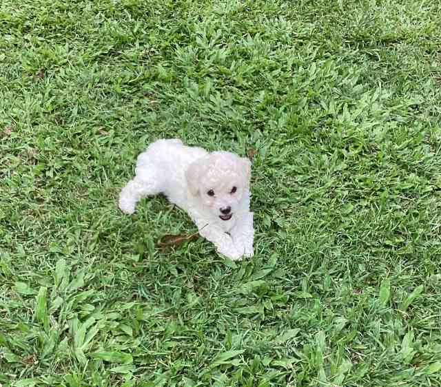 2 Poochon Puppies , girl , boy , (Bichon Fries x toy Poodle. Dogs