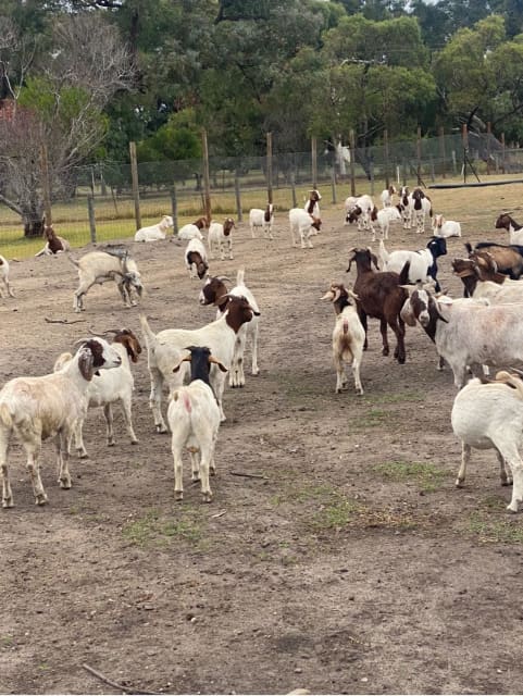 GOATS FOR SALE RANGE FROM 20kg-50kgs lambs | Livestock | Gumtree ...