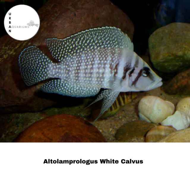 FISH: Black Widow Frontosa Haps Albino Malawi Eyebiter | Fish | Gumtree ...