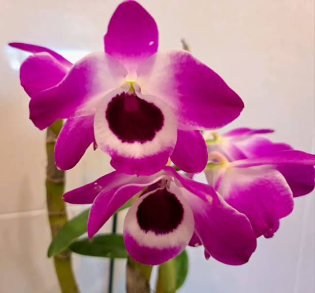 Orchid plant..soft cane dendrobium Plants Gumtree Australia