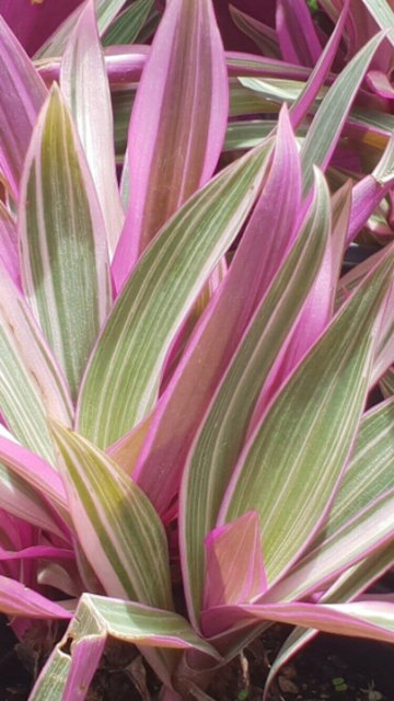 Rhoeo variegated - Pink Strike | Plants | Gumtree Australia Brisbane