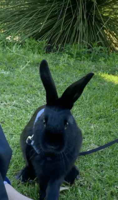 Temporary Rabbit Adoption | Rabbits | Gumtree Australia Perth City Area ...