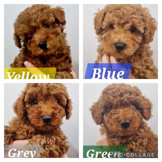Purebreed Toy Poodles DNA Clear Dogs & Puppies Gumtree Australia