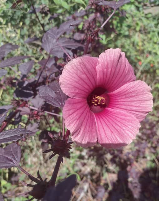 GARDEN GOODIES EDIABLE HIBISCUS Plants Gumtree Australia Gold Coast
