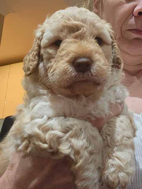 Mini LABRADOODLE PUPPY . ULTIMATE COMPMPANION.THERAPY DOG SUITABLE ...