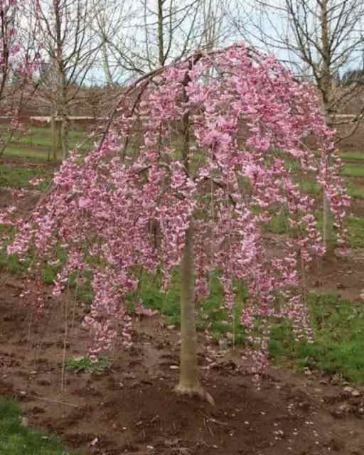 Prunus Yedoensis X Incisa Ncph1 Icon Pink Cascade Pbr 4ft & 6ft 