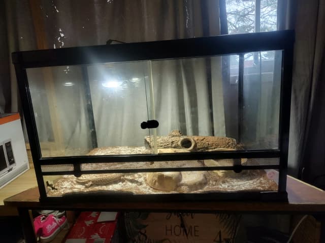 Snakes/lizard/monitor! Must sell! | Reptiles & Amphibians | Gumtree