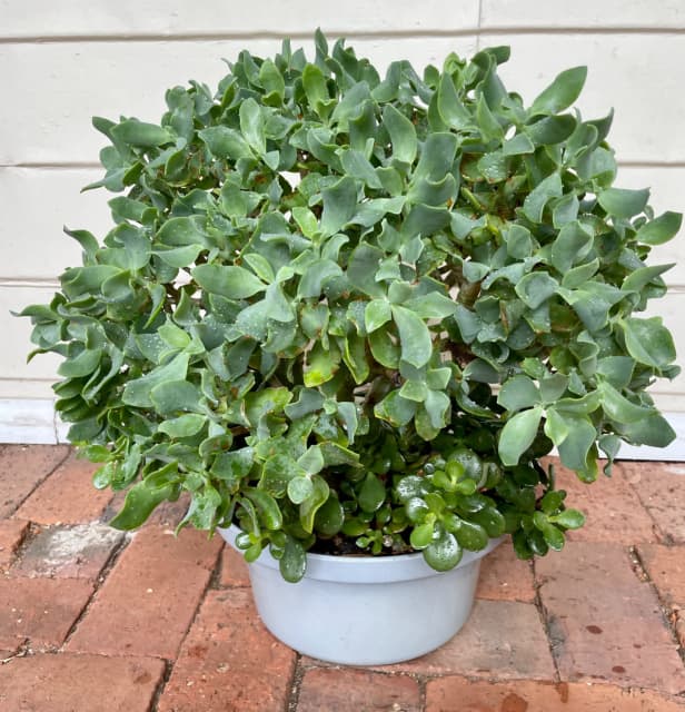 HEALTHY SUCCULENTS IN GREY CERAMIC POT Pots & Garden Beds Gumtree