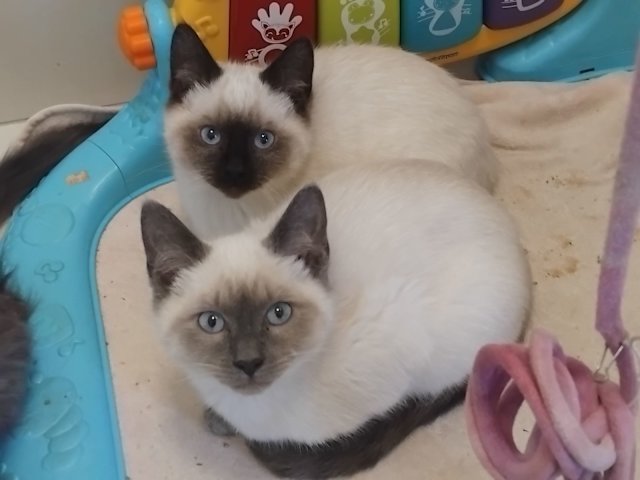 Long Hair Balinese Kittens For Adoption Long Haired Siamese