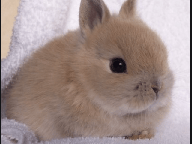 Purebred Netherland Dwarf Rabbits. | Rabbits | Gumtree Australia ...