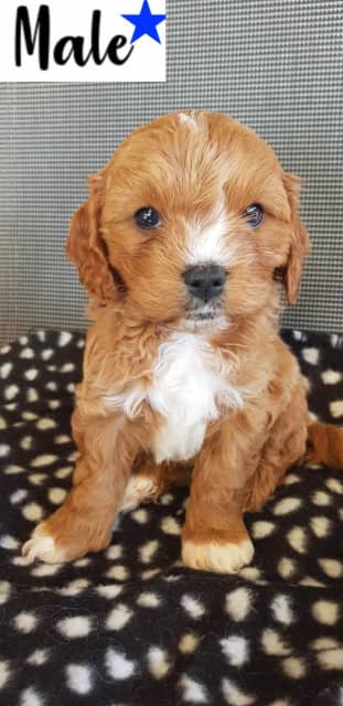 toy cavoodle for adoption