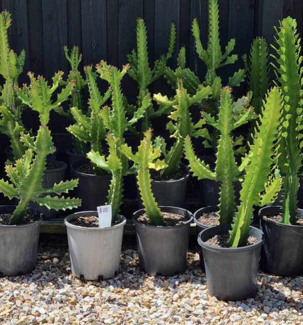 Euphoria Cactus Plants Gumtree Australia Gold Coast North Coomera