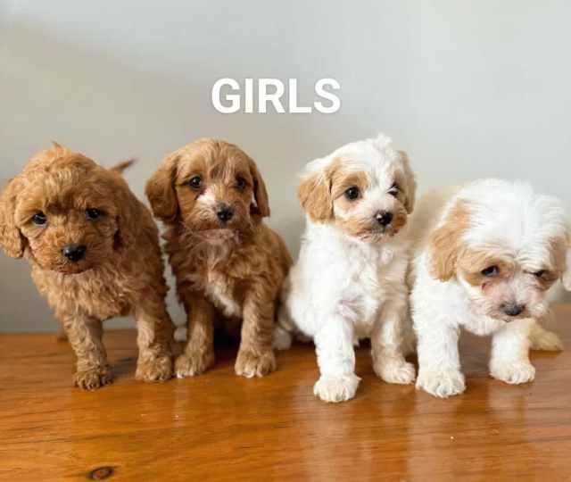 Female toy cavoodle puppies DNA clear available now Dogs & Puppies