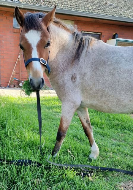 strawberry roan pony