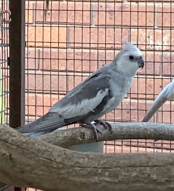 pastel cockatiel