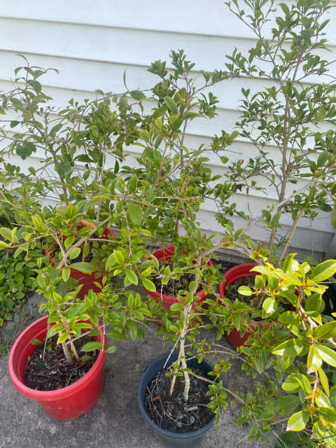 Syzygium australe Select Form Lilly Pilly 30cm pots $25 each 5 left ...