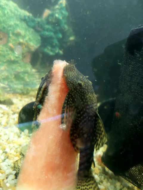 Bristlenose Catfish Pair, Gold Barbs, and Black/white widows | Fish ...